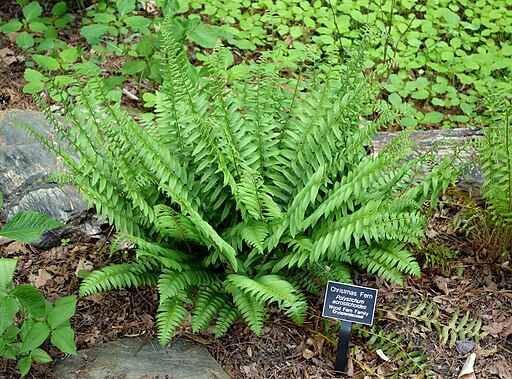 Polystichum acrostichoides