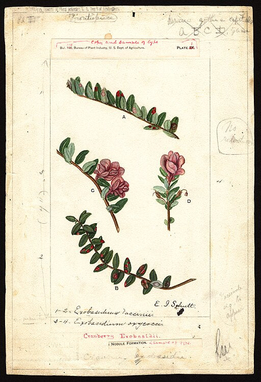 Vaccinium macrocarpon