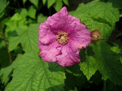 Rubus odoratus