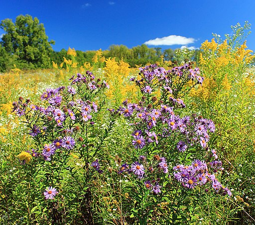 Symphyotrichum novae-angliae - New England Aster