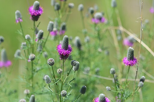 Dalea purpurea