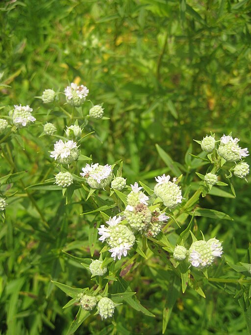 Pycnanthemum tenuifolium