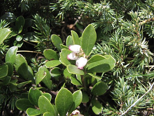 Arctostaphylos uva-ursi