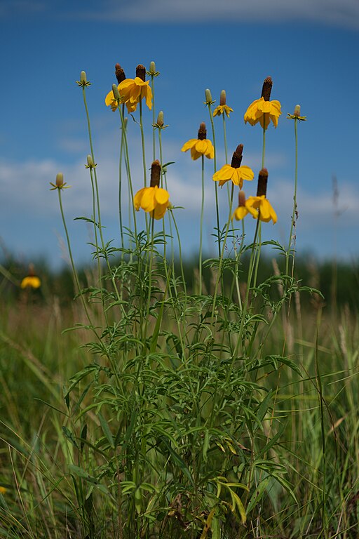 Ratibida columnifera - Prairie Coneflower