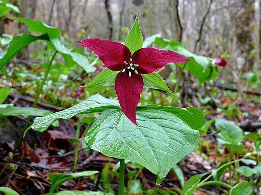 Trillium erectum - Red Trillium