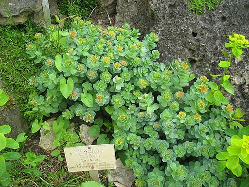 Rhodiola rosea - Roseroot