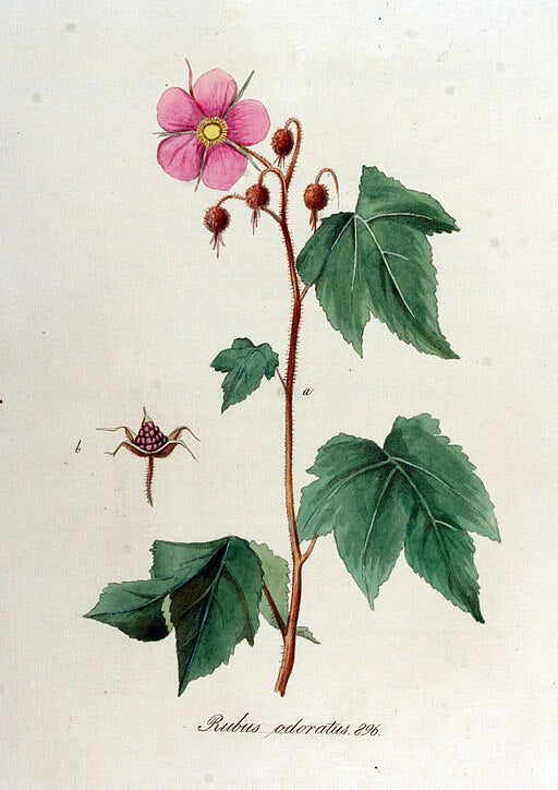 Rubus odoratus