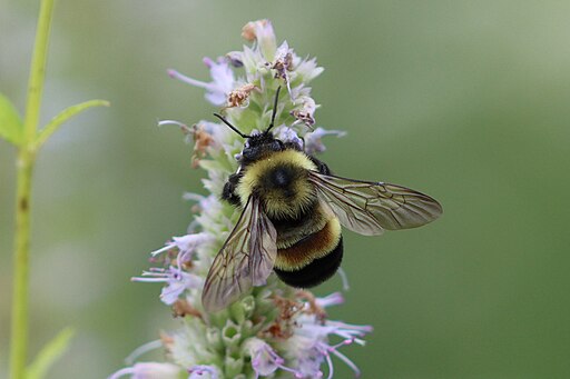 Agastache foeniculum - Anise Hyssop