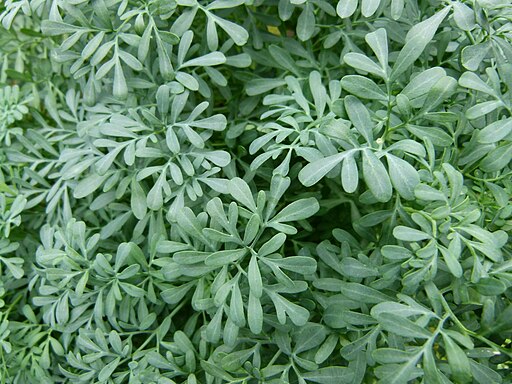 Ruta graveolens - Rue