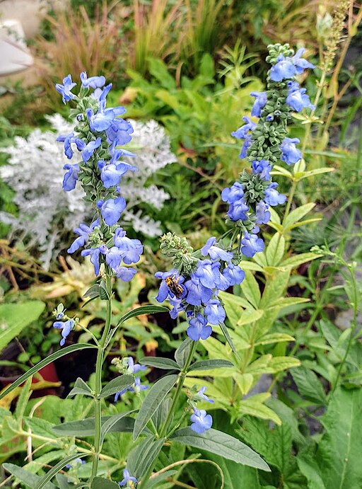 Salvia azurea - Blue Sage