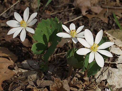 Sanguinaria canadensis - Bloodroot