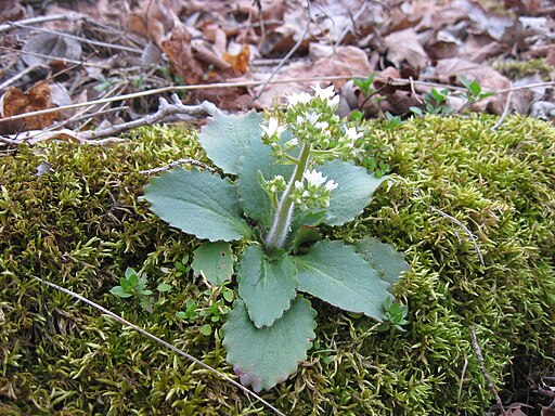 Micranthes virginiensis