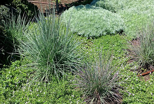 Schizachyrium scoparium