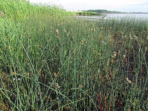 Schoenoplectus tabernaemontani - Soft-stem Club-bulrush