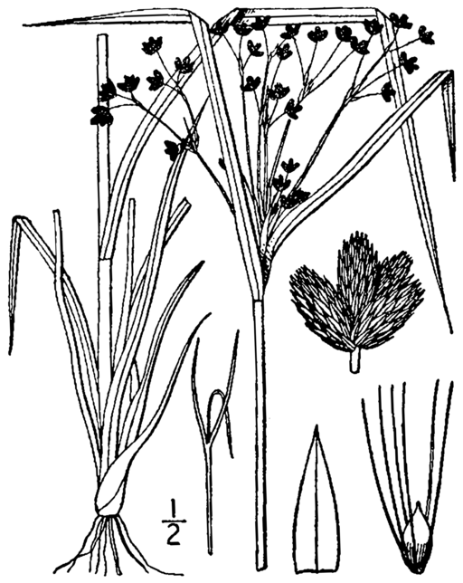 Scirpus cyperinus - Common Wool Sedge