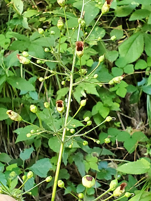 Scrophularia marilandica