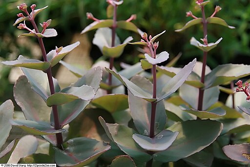 Sedum telephium 'Xenox'