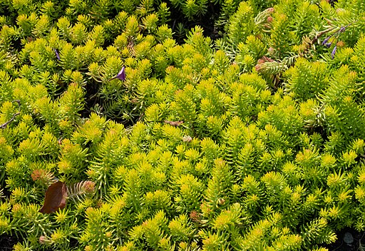 Sedum reflexum 'Angelina'