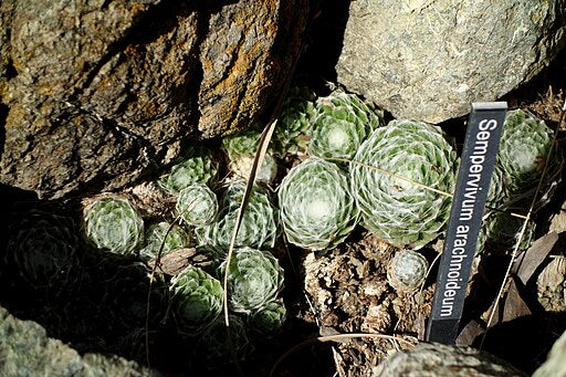 Sempervivum arachnoideum