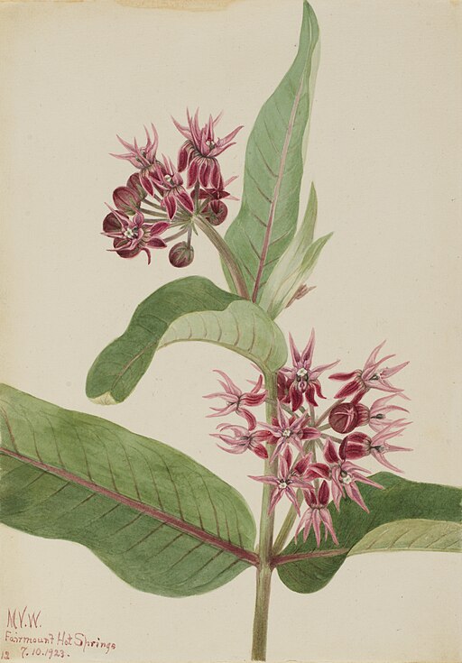 Asclepias speciosa - Showy Milkweed