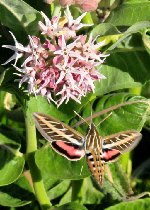 Asclepias speciosa - Showy Milkweed