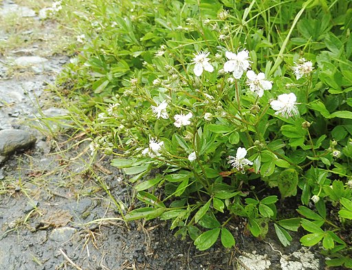 Sibbaldiopsis tridentata