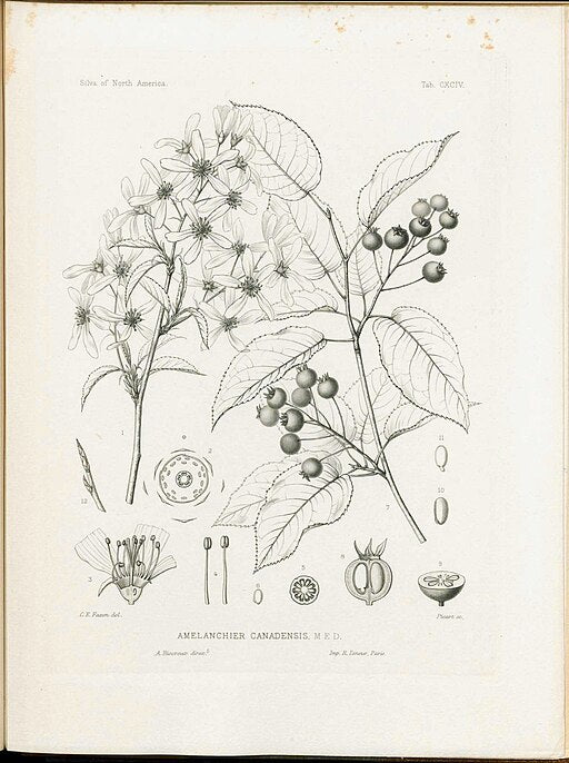 Amelanchier canadensis - Serviceberry