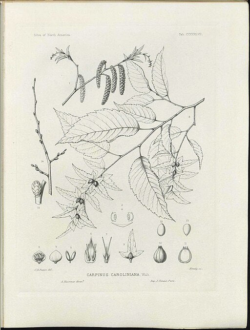 Carpinus caroliniana - American Hornbeam