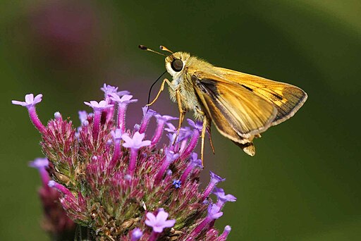 Verbena bonariensis