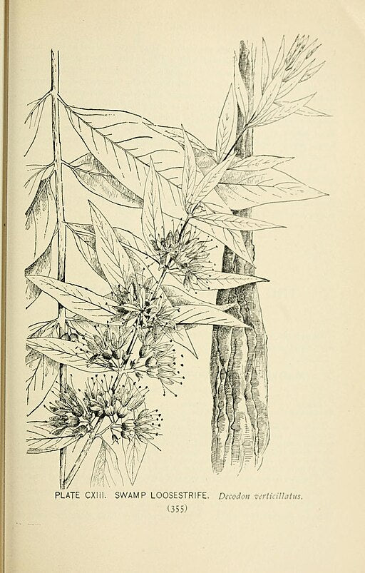 Decodon verticillatus - Swamp Loosestrife
