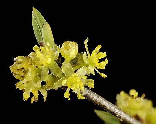 Lindera benzoin - Spicebush