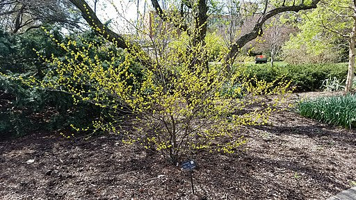 Lindera benzoin - Spicebush