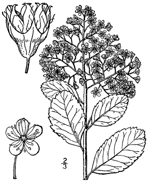 Spiraea alba var. latifolia - White Meadowsweet