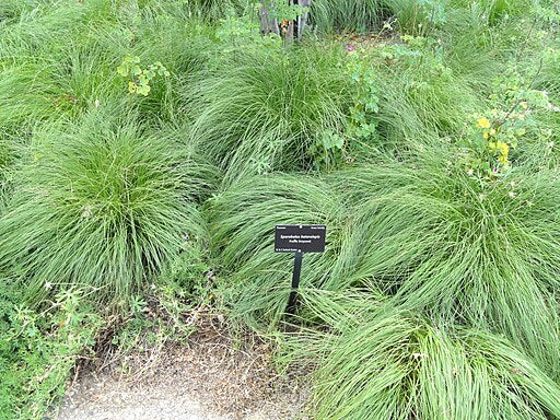 Sporobolus heterolepis - Prairie Dropseed