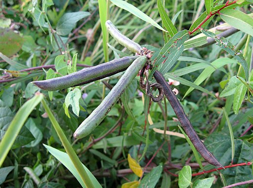Strophostyles helvola