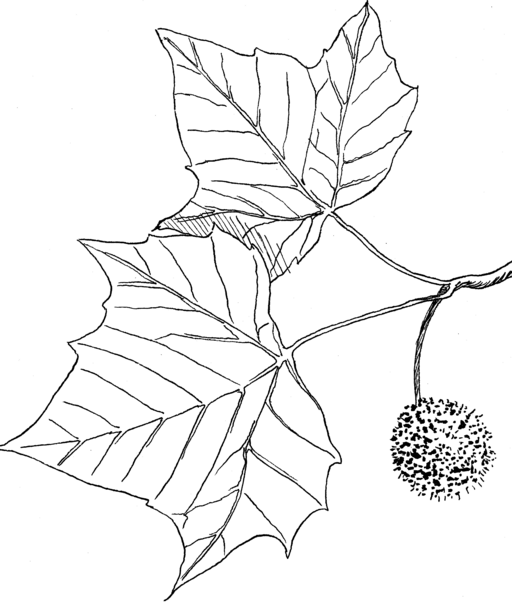 Platanus occidentalis