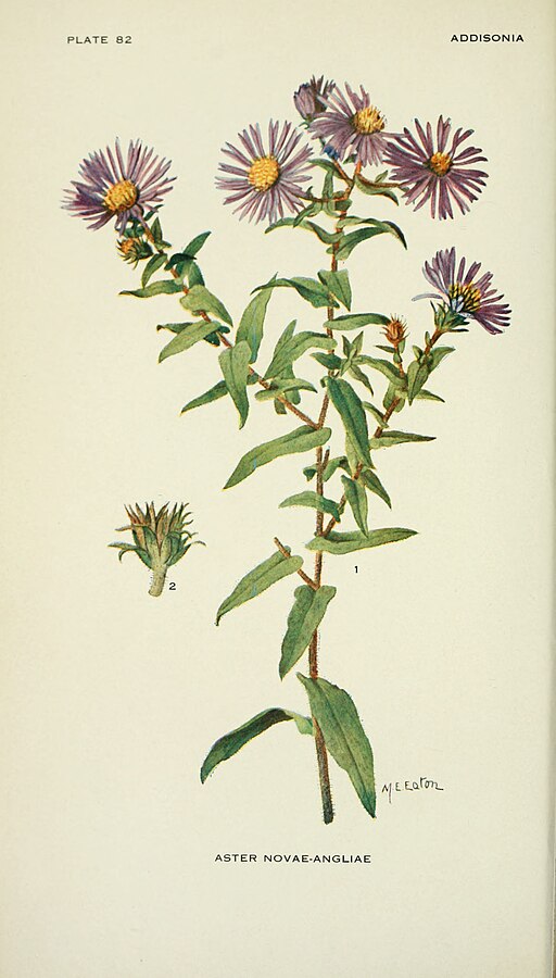 Symphyotrichum novae-angliae - New England Aster