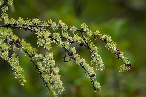 Larix laricina