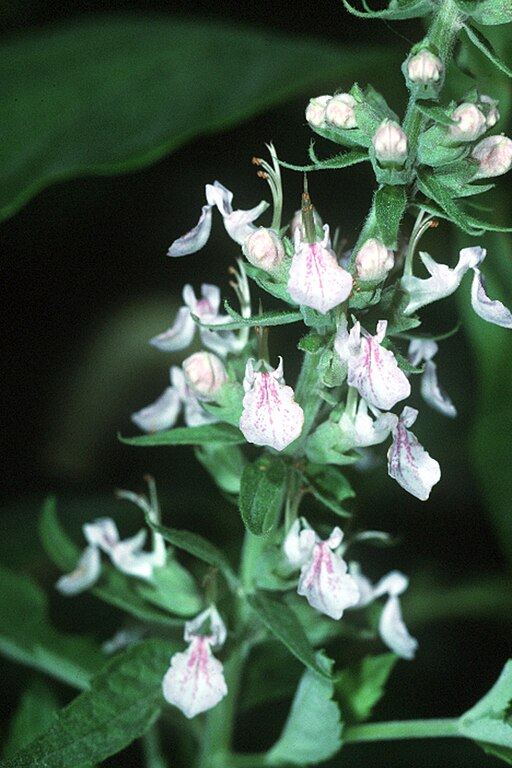 Teucrium canadense - American Germander