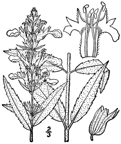 Teucrium canadense - American Germander