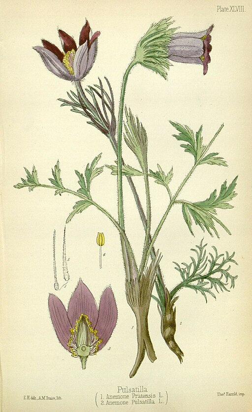Pulsatilla vulgaris