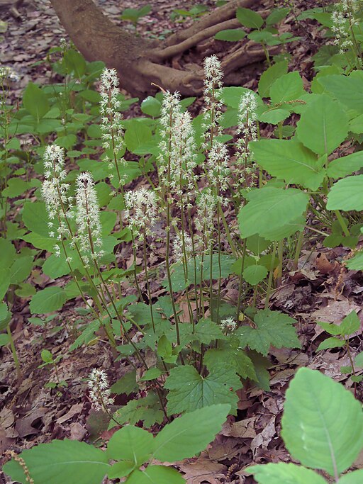 Tiarella cordifolia