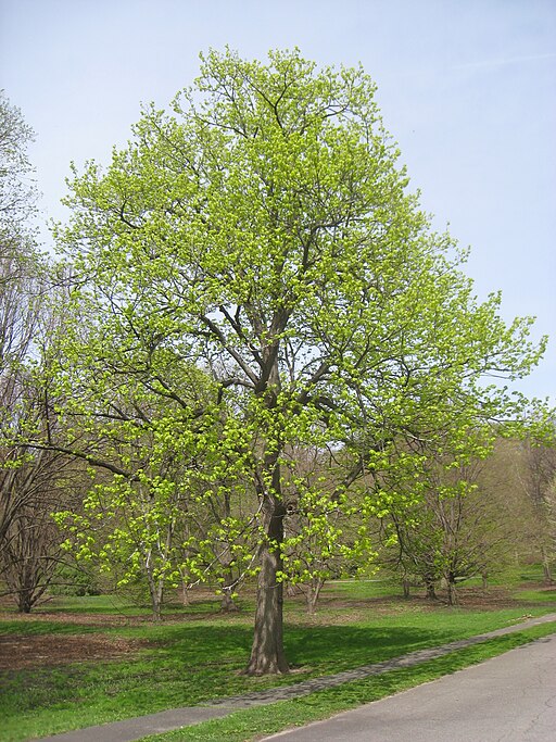 Tilia americana - American Linden