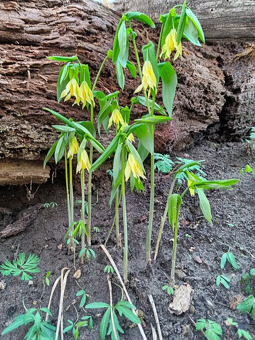 Uvularia grandiflora - Large-flowered Bellwort