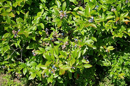 Vaccinium angustifolium