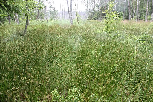 Juncus effusus