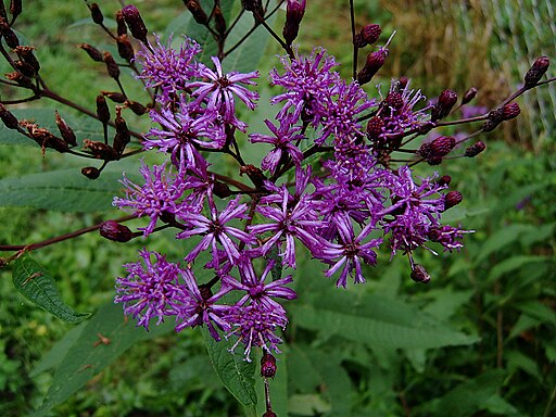 Vernonia gigantea - Giant Ironweed