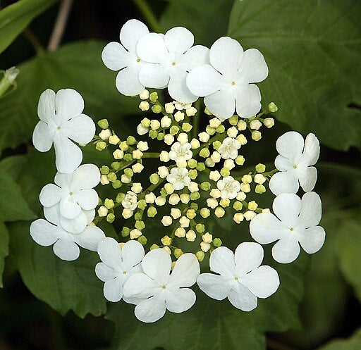 Viburnum opulus var. americanum - Highbush Cranberry