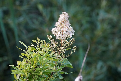Spiraea alba var. latifolia - White Meadowsweet