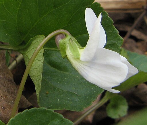 Viola sororia f. albiflora